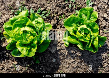 salat frais croissant dans un jardin de cuisine terre agriculture Banque D'Images