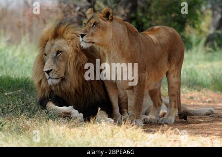 Lion et lionne assis sur l'herbe, Afrique du Sud Banque D'Images