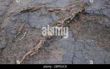 Les racines de l'arbre détruisent l'ancien asphalte, l'image montre les racines à la surface et les morceaux d'asphalte. Banque D'Images