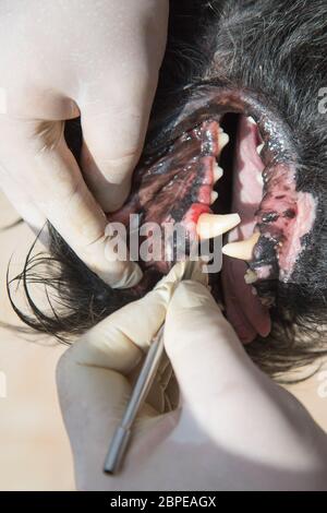 Le vétérinaire est le traitement de la gingivite dans la bouche ouverte de la Big Black Dog Schnauzer sous anesthésie. Banque D'Images
