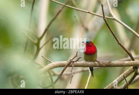 Crimson sunbird, Aethopyga siparaja, homme, Maguri Beel, au sud-est du parc national de Dibru Saikhowa, district de Tinsukia, haute Assam, Inde Banque D'Images