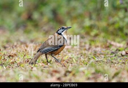 Grand necklash rieringthrush, Garrulax pectoralis, Dehing Patkai Wild LIFE Sanctuary, Assam, Inde Banque D'Images