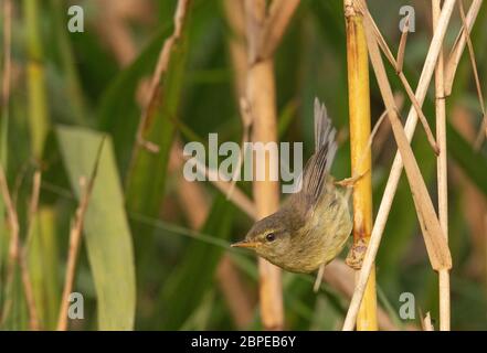 Paruline de brousse aberrante, Horornis flavolivaceus, Maguri Beel, district de Tinsukia, haute Assam, Inde Banque D'Images