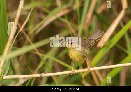 Paruline de brousse aberrante, Horornis flavolivaceus, Maguri Beel, district de Tinsukia, haute Assam, Inde Banque D'Images