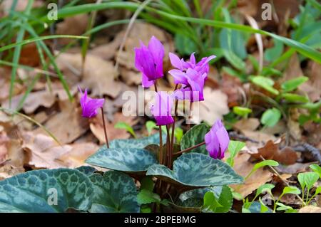 Wildes Alpenveilchen im Wald - cyclamen en fleurs sauvages en forêt Banque D'Images