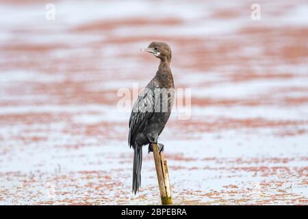 Little Cormorant, Microcarbo niger, Maguri Beel, district de Tinsukia, haute Assam, Inde Banque D'Images