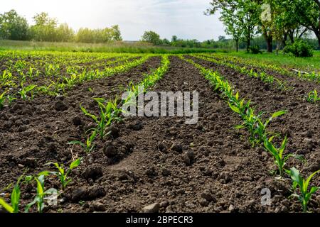 petites rangées de champs de maïs à côté d'un pré au soleil Banque D'Images