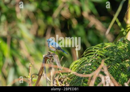 Escargot himalayan ou robine himalayenne à flanc rouge, Tarsiger rufilatus Male, Walong, Arunachal Pradesh, Inde Banque D'Images