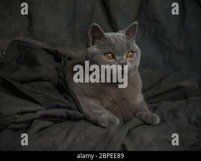 Magnifique chat gris sur fond sombre Banque D'Images