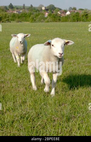 Deux moutons courant vers l'appareil photo dans un féild herbacé Banque D'Images