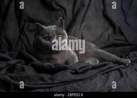 Magnifique chat gris sur fond sombre Banque D'Images