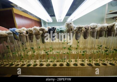 Laboratoire avec tubes à essai. Reproduction et génétique. Découverte scientifique Banque D'Images