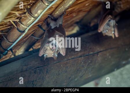 Épaulette bat tête en bas d'un toit dans le Parc National Kruger, Afrique du Sud. Banque D'Images