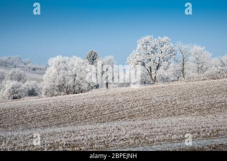 Paysage d'hiver avec gel de hore sur les arbres et les fieds. Photo prise dans la région de Rosalia, au Burgenland, en Autriche. Banque D'Images