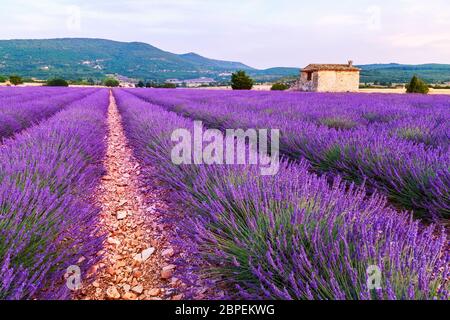 Champ de lavande paysage coucher de soleil d'été près de Sault, Provence - France Banque D'Images