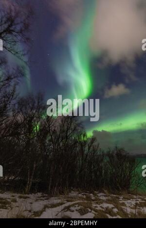 Très actif, le déplacement d'aurora borealis sur de jeunes bouleaux. Lumières vertes tourbillonnant du nord et étoiles brillantes dans un ciel partiellement nuageux à Bodo, en Norvège Banque D'Images