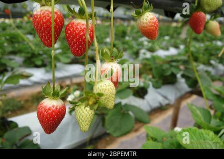 Fraises fraîches qui sont cultivées en serre dans les Cameron Highlands, Malaisie Banque D'Images