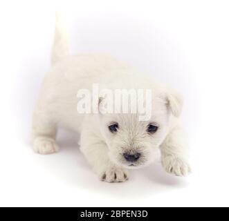 Petit chiot Bichon isolé sur fond blanc Banque D'Images