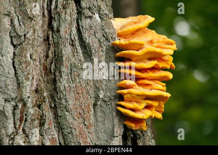 Tammen Rikkikääpä rungossa.|||sulphureus : champignon sur le côté du tronc de chêne. Banque D'Images