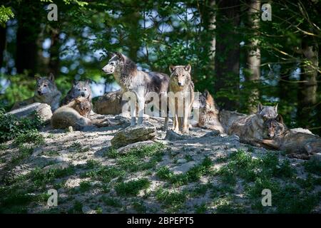 Dans Wolfsrudel der Sonne Banque D'Images
