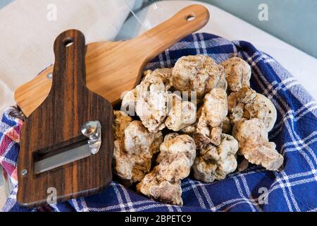 La truffe blanche sur le chiffon typique tronc, à la truffe coupée en bois, de l'Alba Langhe dans le Piémont en Italie. Banque D'Images