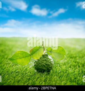 Frais biologique Sans pesticides avec des feuilles de lime kaffir sur pelouse verte, fond de ciel bleu. Banque D'Images