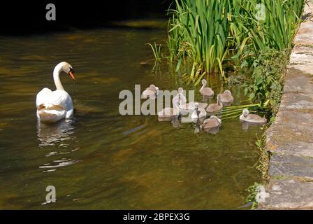 Cygne avec dix cygnets sur le côté de la rivière Frome, Dorchester, Dorset, Angleterre Banque D'Images