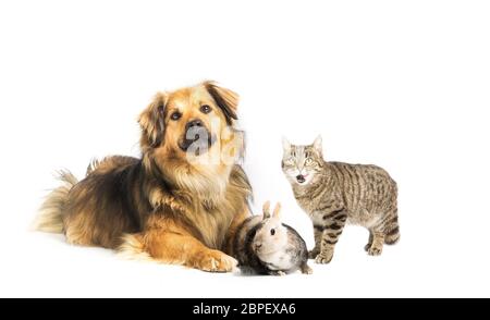 Chien Chat Et Lapin En Studio Avec Fond Blanc Photo Stock Alamy