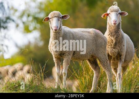 Deux moutons dans le domaine looking at camera Banque D'Images