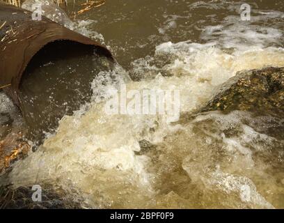 les eaux usées s'acheminent lentement depuis un pipeline de béton, directement sur un étang naturel avec de l'herbe verte sur la rive et une petite fougère de moustique vert clair sur le Banque D'Images