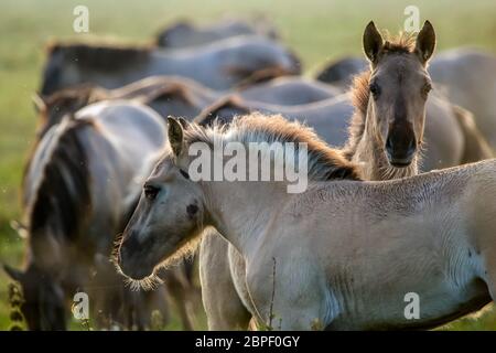 Troupeau de chevaux paissant dans une prairie dans la brume. Chevaux dans une prairie de brouillard en automne. Chevaux et matin brumeux dans le Parc National de Kemeri, la Lettonie. Wild hor Banque D'Images