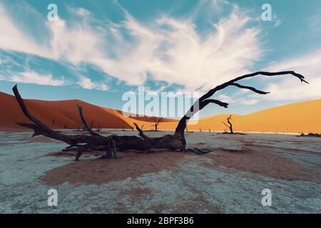 Belles couleurs du matin et dead acacia dans hidden Dead Vlei paysage dans le désert de Namib, acacia arbres morts dans la vallée avec le ciel bleu, la Namibie Banque D'Images