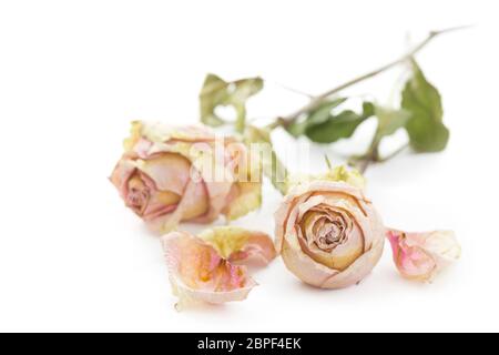 Deux roses séchées se trouvant sur une surface blanche Banque D'Images