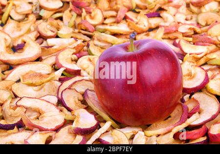 L'un venu pomme rouge posé sur une grande quantité de pommes séchées. Banque D'Images