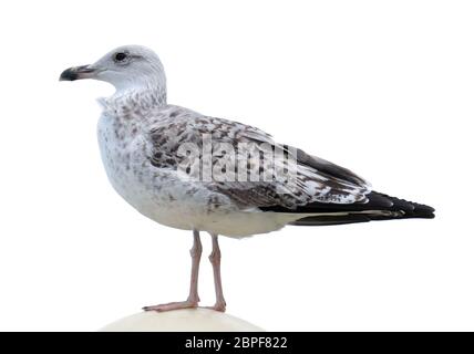 Le jeune mouette isolé sur fond blanc. Vue latérale. Banque D'Images