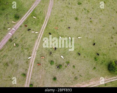 Un petit troupeau de vaches se broutent sur une pelouse verte, vue de dessus. Banque D'Images