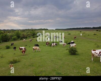 Troupeau de vaches en pâturage, temps nuageux, le ciel est couvert de nuages sombres. Herbe verte, fourrage pour le bétail. Les paysans broutent leurs vaches sur la pelouse. Banque D'Images