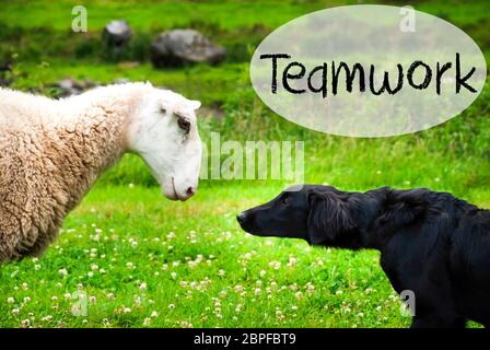 Chien Dovey avec bulle. Texte anglais d'équipe. Green Grass Meadow en Norvège. Banque D'Images