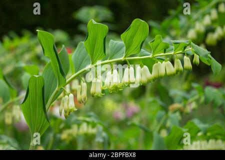 Gros plan sur un phoque de Salomon appelé Polygonatum multiflorum ou Salomonssiegel Banque D'Images