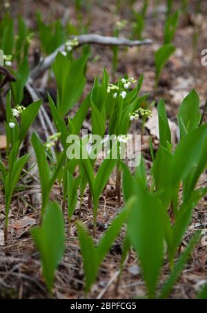 Nénuphars de la vallée dans la forêt. Petites fleurs blanches avec une odeur parfumée. Lily de la couleur de la vallée et de la feuille dans les conditions naturelles. Banque D'Images