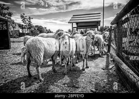 Moutons sur la ferme, les détails des animaux mammifères, de la laine et du lait, de la production alimentaire Banque D'Images