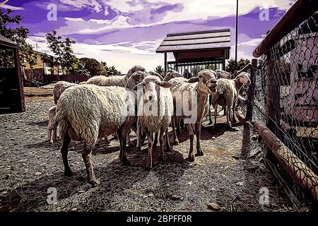 Moutons sur la ferme, les détails des animaux mammifères, de la laine et du lait, de la production alimentaire Banque D'Images