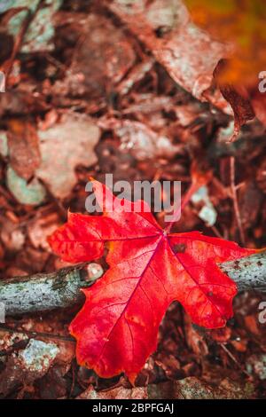 Automne feuilles rouges sur la mousse et le feuillage. Banque D'Images