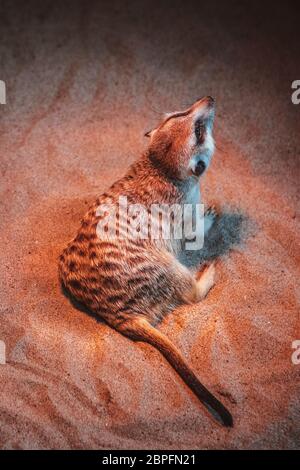 Le meerkat se trouve sur le sable dans le zoo. Banque D'Images