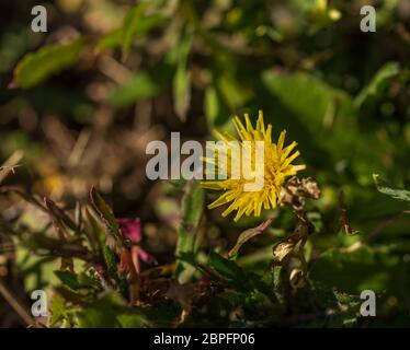 Sonchus oleraceus, fleur de chardon Sow Banque D'Images