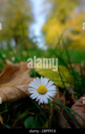 Margerite im Herbst mit weichem bokeh - Leucanthemum in einer Makroaufnahme Banque D'Images