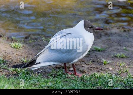 Tête noire sur la rive de la rivière. Larus ridibundus dans un parc de la ville. Banque D'Images