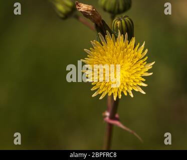 Sonchus oleraceus, fleur unique de chardon semé lisse Banque D'Images
