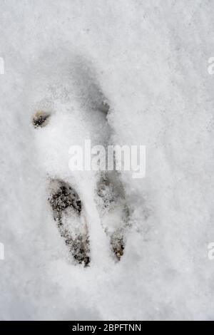 Empreinte d'un lapin sauvage en hiver dans la neige Banque D'Images