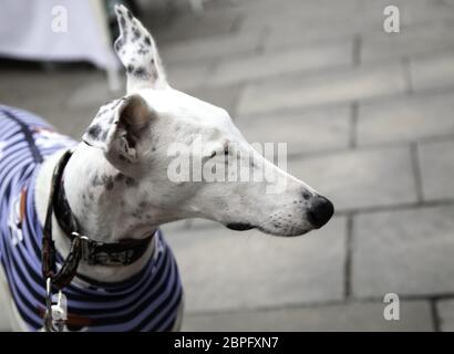 Avec Greyhound manteau de crânes dans la rue, des animaux domestiques Banque D'Images